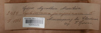 Lophodermium juniperinum image
